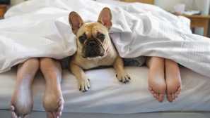 Prečo je užitočné pre človeka spať so psom